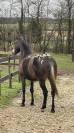 Belle jument appaloosa 8 ans 