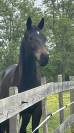 Gelding Selle Fran&ccedil;ais For sale 2024 Dark Bay