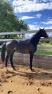 Gelding Selle Fran&ccedil;ais For sale 2024 Dark Bay