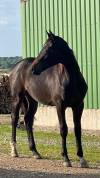 Gelding Selle Fran&ccedil;ais For sale 2024 Dark Bay
