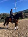 Cheval de sport