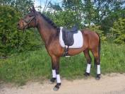 Cheval de sport