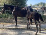 Potranca Silla Franc&eacute;s En venta 2026 Negro por HEROE DE CAFENY