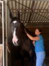 JHONNY DU THAR &ndash; Hongre SF &ndash; 7 ans &ndash; 1,73 m