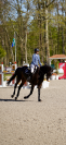 JHONNY DU THAR &ndash; Hongre SF &ndash; 7 ans &ndash; 1,73 m