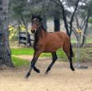 POULAIN PURE RACE ESPAGNOL