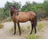 POULAIN PURE RACE ESPAGNOL