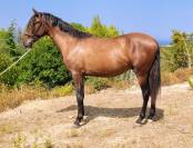 POULAIN PURE RACE ESPAGNOL