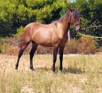 POULAIN PURE RACE ESPAGNOL