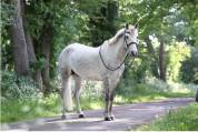 Poney PFS de 7 ans - 145 - gagnant P1/elite 
