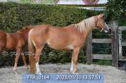 JUMENT 8 ANS BWP ORIGINES SF