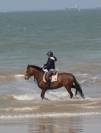 Poney D
