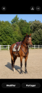 Poney D