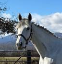 Cavalla Francese 10 anni
