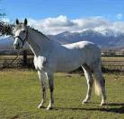 Cavalla Francese 10 anni