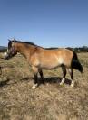 Poney OC 13 ans - Isabelle (taille D - 1.46m) 
