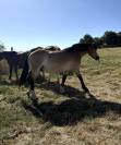 Poney OC 13 ans - Isabelle (taille D - 1.46m) 
