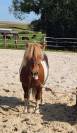 Poney ONC 10 ans 