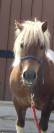 Poney ONC 10 ans 