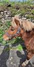 Poney ONC 10 ans 
