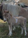 Jument mini shetland qualit&eacute; concours