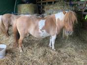 Jument mini shetland qualit&eacute; concours