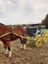 Coche enganches - Carruaje con banqueta - Otra marca - Phaeton 