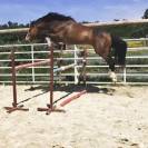 Poney &agrave; vendre 