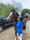 Poney &agrave; vendre 