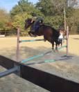 Poney &agrave; vendre 