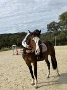 Poney &agrave; vendre 