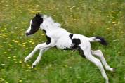 Cheval miniature am&eacute;ricain pie noir 
