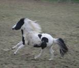 Cheval miniature am&eacute;ricain pie noir 