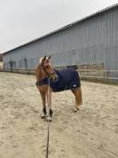 Poney de sport &agrave; louer/confier 