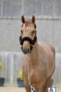 Hongre Zangersheide 5ans