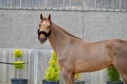 Hongre Zangersheide 5ans