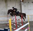 Hongre Zangersheide 5ans