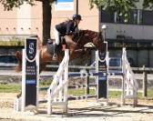 Hongre Zangersheide 5ans