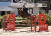 Hongre Zangersheide 5ans