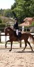 Hongre Zangersheide 5ans