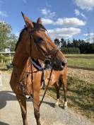 Tr&egrave;s jolie jument selle fran&ccedil;ais 14 ans 