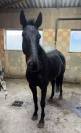 A VENDRE Hongre Anglo-Europ Sport Horse