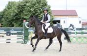 A VENDRE Hongre Anglo-Europ Sport Horse