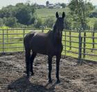A VENDRE Hongre Anglo-Europ Sport Horse