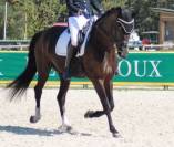 SECRET X CHARMEUR Cheval dressage