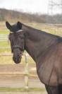 SECRET X CHARMEUR Cheval dressage