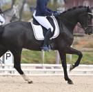 SECRET X CHARMEUR Cheval dressage
