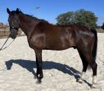 SECRET X CHARMEUR Cheval dressage