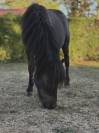 Shetland 1 an 1/2