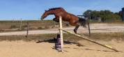 Poney cso /cce 